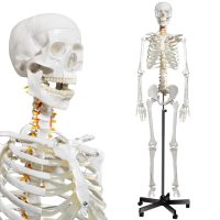 Human Skeleton